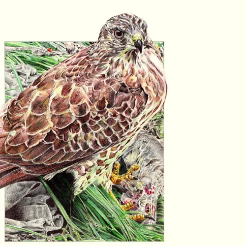 portafolio ave Artista emergente - hologramas locales